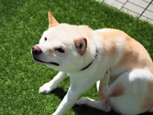 ストレスで体をかく犬