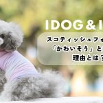 スコティッシュフォールドが「かわいそう」と言われる理由とは？