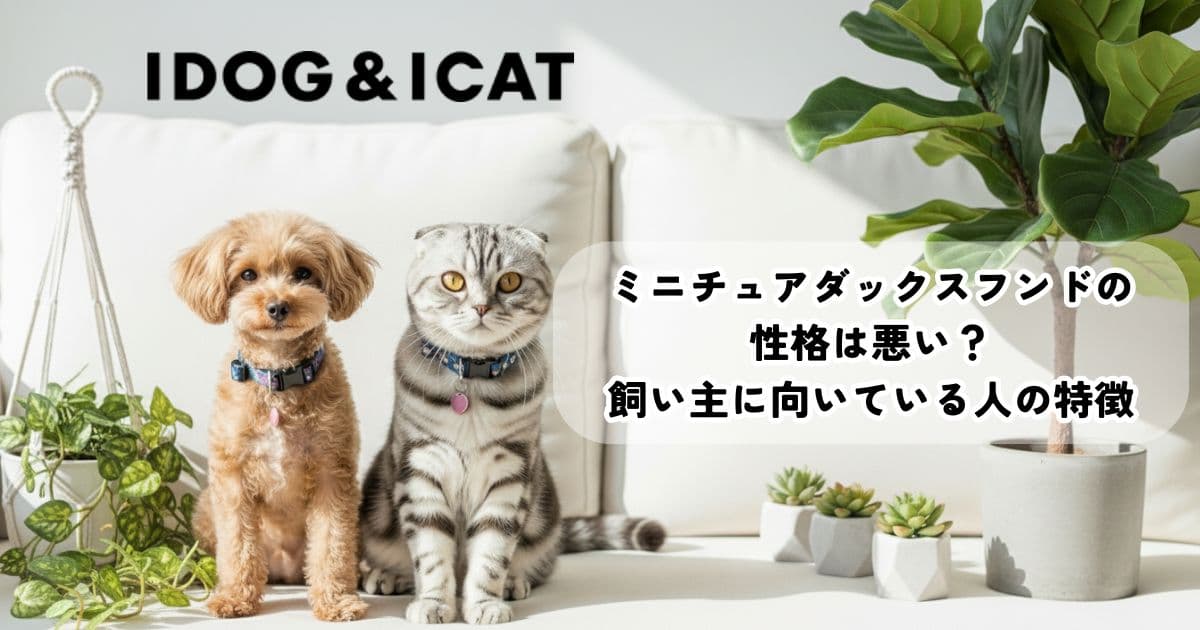 ミニチュアダックスフンドの性格は悪い？飼い主に向いている人の特徴も