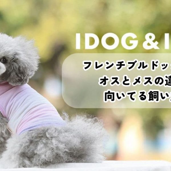 フレンチブルドッグの性格は？オスとメスの違いや向いてる飼い主も