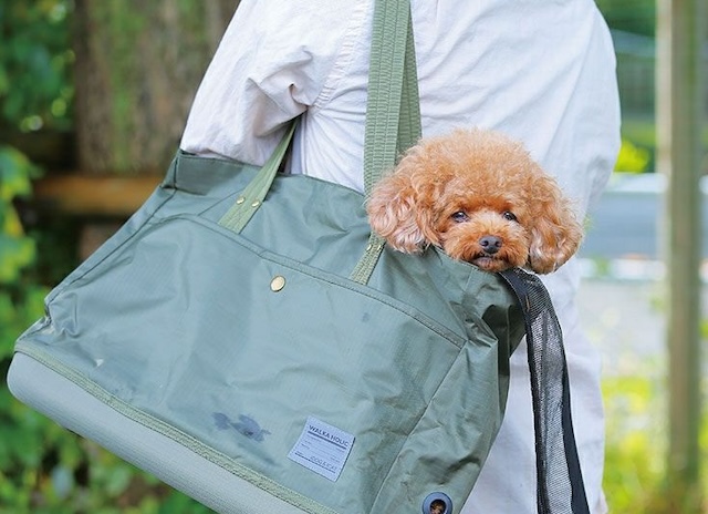 キャリーバッグに入ってお出かけする犬
