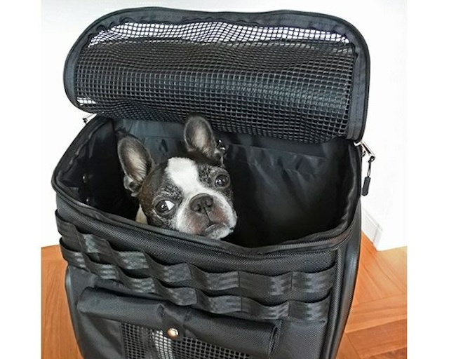 キャリーバッグから顔を覗かせる犬