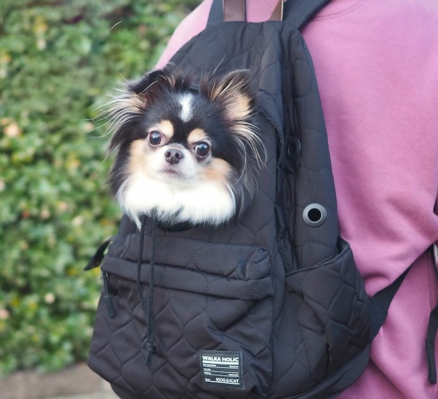 リックタイプのキャリーバッグでお出かけする犬
