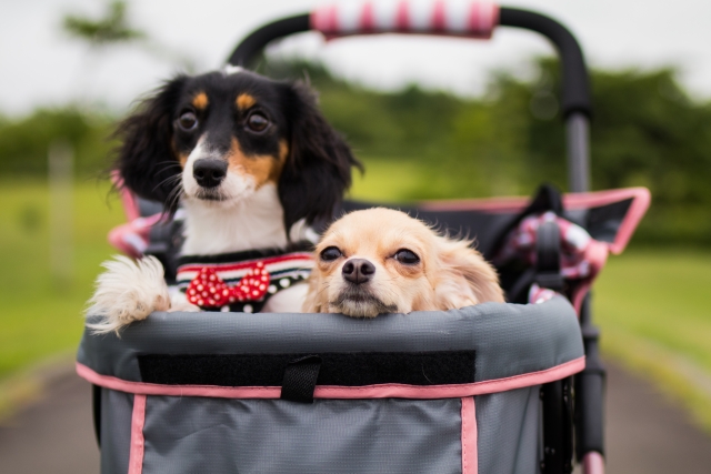 ペットカートに乗る犬