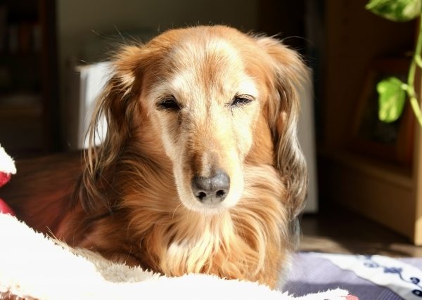老犬が震えるのはなぜ？原因・病気・おうちでできるケアまでやさしく解説