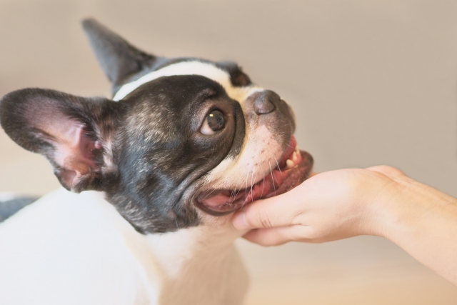 飼い主の手のひらに顔をのせる犬