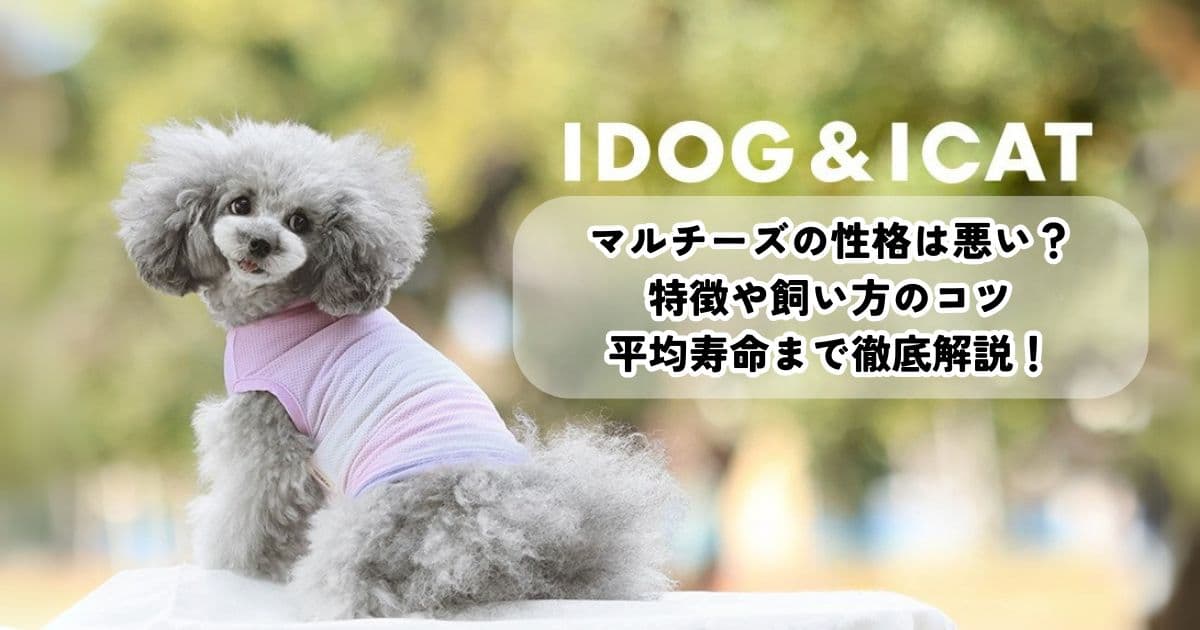 マルチーズの性格は悪い?特徴や飼い方のコツ、平均寿命まで徹底解説!