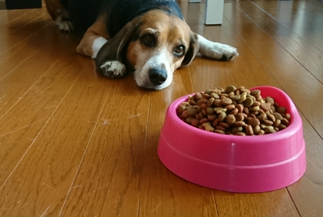 夏バテで食欲のない犬