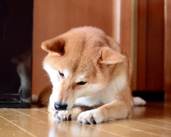 犬の足舐め・足噛みが止まらない原因は? 病気・ストレスの可能性と対処法