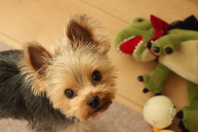 飼い主に甘えたくて見つめる犬