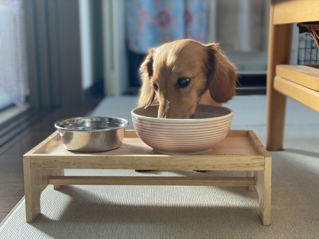 夏バテ対策でエアコンの効いた涼しい部屋で食事をする犬
