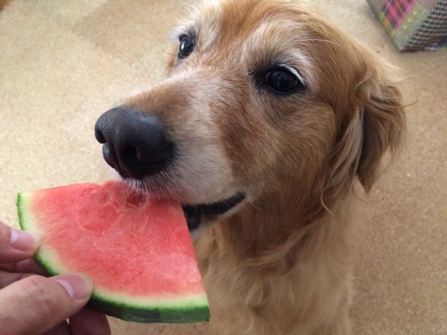 夏バテ対策でスイカを食べる犬