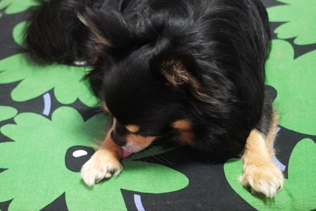 足を舐めたり噛んだりする犬