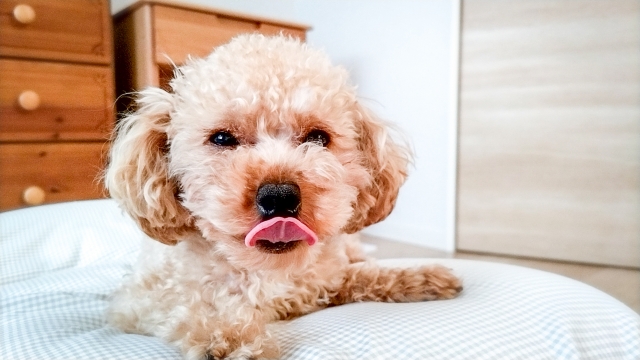 飼い主に甘えたくて見つめる犬