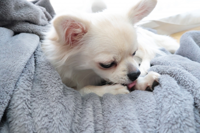 足を舐めたり噛んだりする犬
