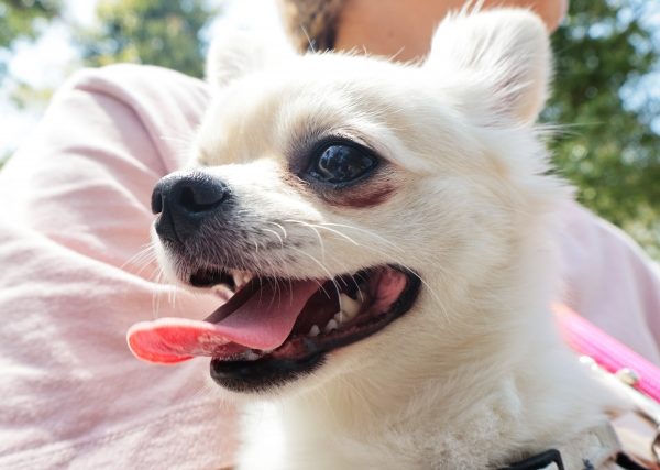 「夏バテかな？」と思ったら。愛犬の食欲低下・水を飲まないときの対処法とおすすめ食材