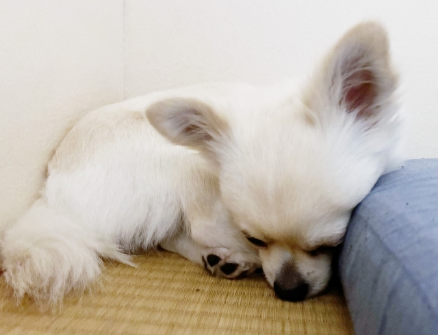 暑い夏、涼しい部屋で眠る犬
