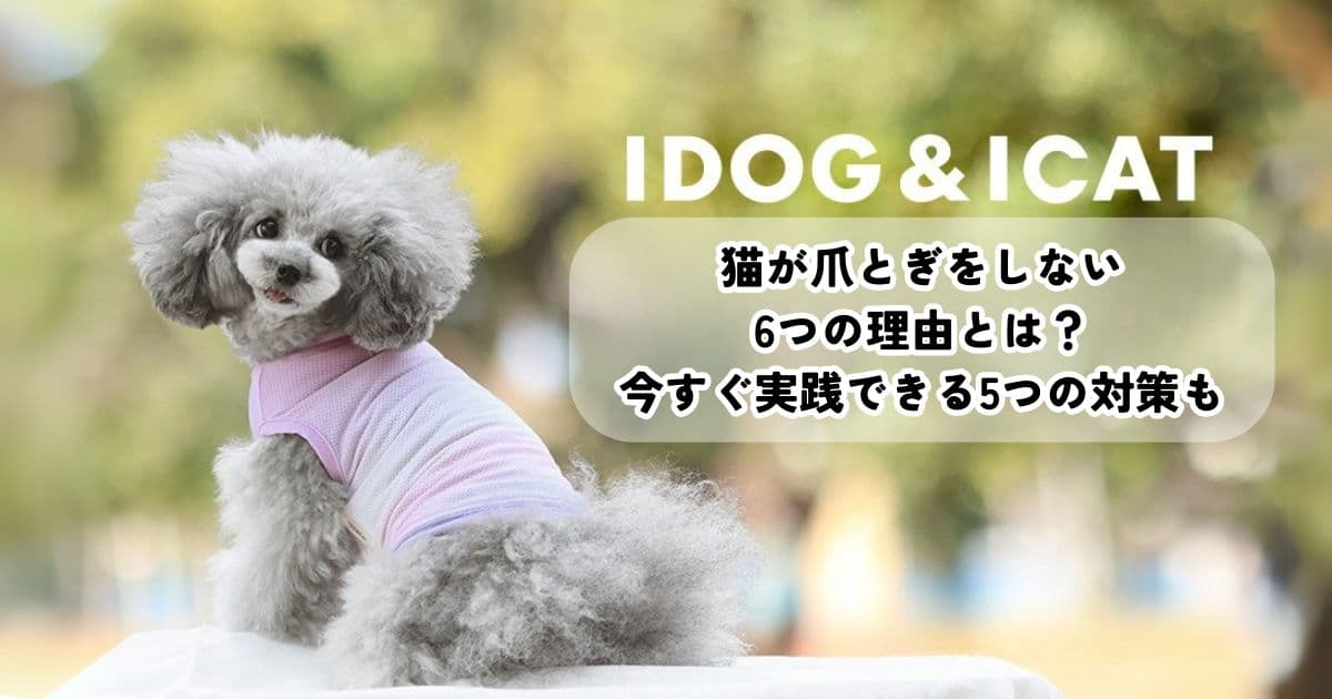 猫が爪とぎをしない6つの理由とは?今すぐ実践できる5つの対策も