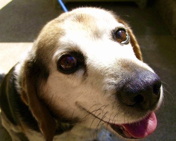 老犬の皮膚トラブル｜夏に多いかゆみ・炎症の原因とケア方法