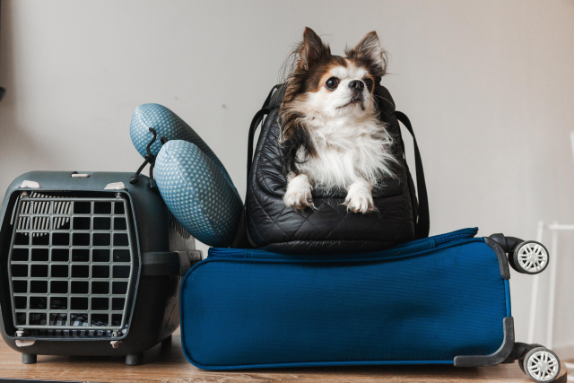 帰省や旅行で“吠えグセ”が出るのはなぜ？ 原因と安心できるおでかけ対策 | IDOG&ICAT