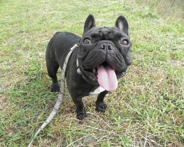 暑さ対策が逆効果に？犬の夏バテサインと予防対策