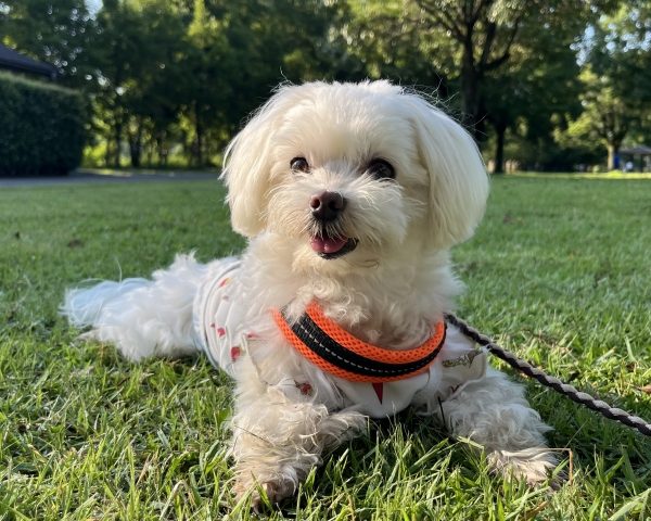 【子犬・老犬・持病】愛犬の個性で変わる防災対策ガイド｜備え方から避難まで
