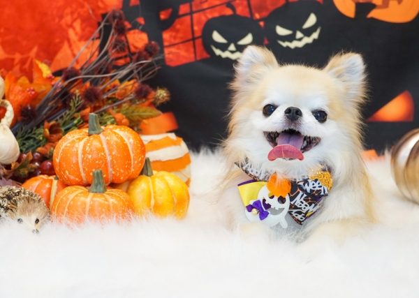 愛犬のハロウィンコスプレ＆仮装｜失敗しない簡単アイデアと嫌がらない練習法