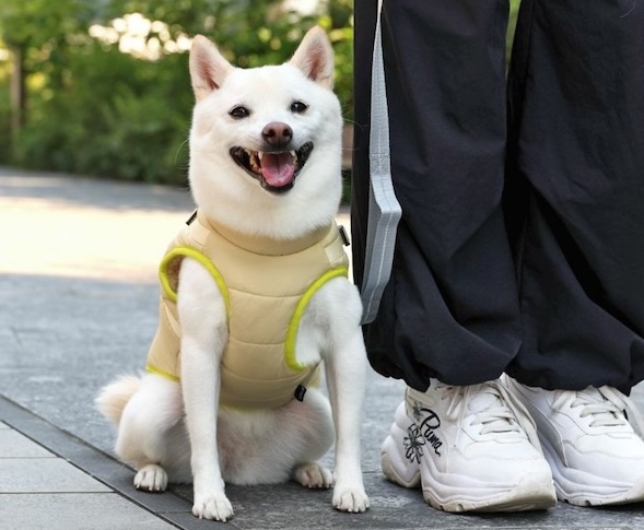 愛犬との冬のお散歩を安全・快適に。寒さ・乾燥・凍結から守る冬の散歩ガイド