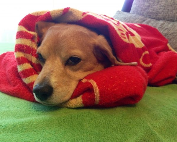 老犬が冷えやすい理由と対策まとめ｜今日からできるやさしい温活ケア