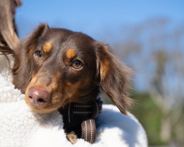 抱っこ中こそ要注意！ 愛犬を冬のトラブルから守る、お出かけ＆お家の防寒ガイド