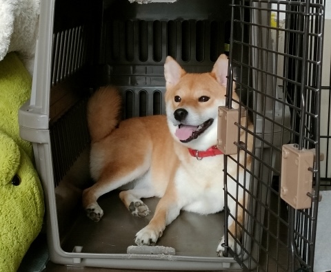 「避難所に行かない」という選択で必要な、在宅・車中避難のための準備リスト