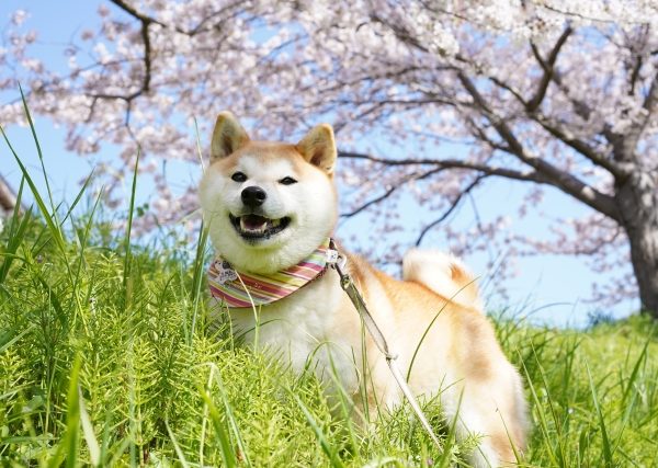 寒暖差に要注意！ シニア犬の関節・免疫を守る春の温活｜おすすめの犬服の紹介も