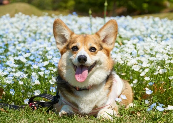 被毛の変色やパサつきは季節のせいかも？ 春からはじめる愛犬の紫外線ダメージ対策