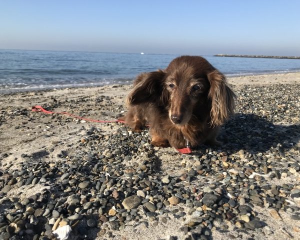 老犬こそ旅をおすすめする理由｜シニア犬との旅行のポイントと注意点