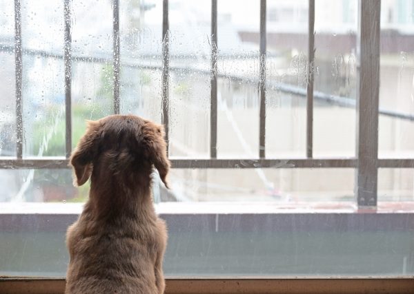 愛犬のための梅雨のお手入れガイド｜皮膚トラブルが心配な季節の散歩で気をつけたいこと