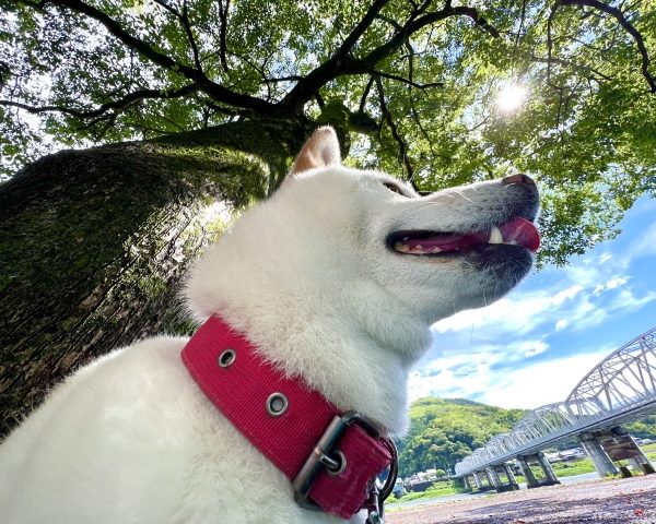 犬の目は紫外線に弱い？ 頭と瞳を守るクール服＋@の新・熱中症対策