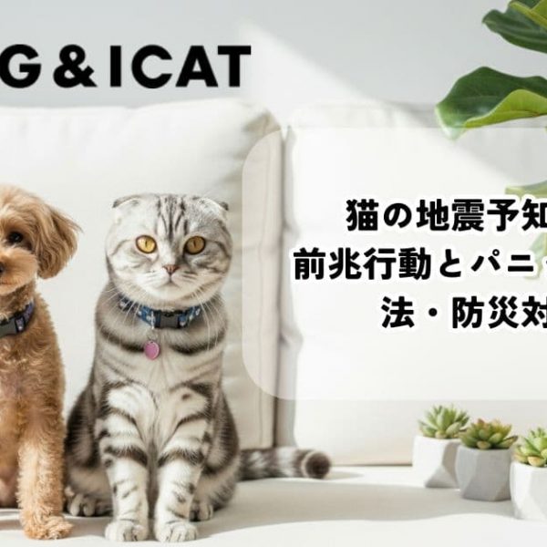 猫の地震予知は本当？前兆行動とパニック時の対処法・防災対策まで解説