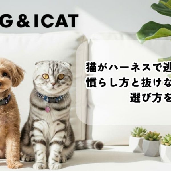猫がハーネスで逃げる原因は？慣らし方と抜けないハーネスの選び方を解説