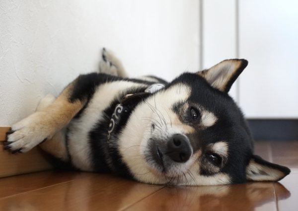 エアコンをつけても愛犬がハァハァする理由｜夏の寝床、本当に快適？  犬が自分で選べる涼しい環境づくり