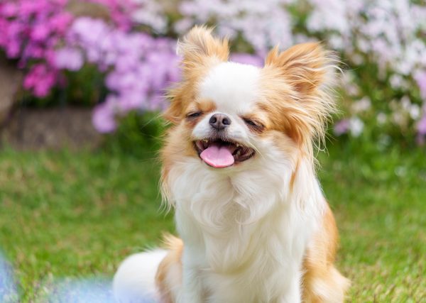 夏の犬のお散歩、どこを冷やすのが正解？ クール服とネッククーラーの正しい選び方・使い分け徹底解説