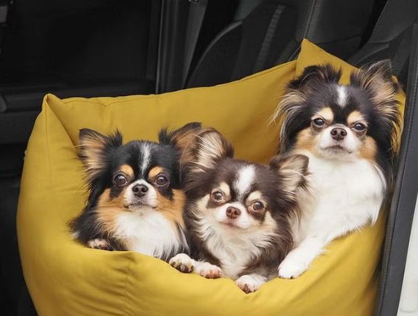 愛犬がドライブ中に車内で鳴く・落ち着かない原因と解決法｜自宅や旅先でも使えるドライブベッド活用術