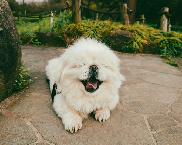 愛犬の老化サインとケアを見直すタイミング｜回数・時間・量はどうする？〜散歩・ごはん編