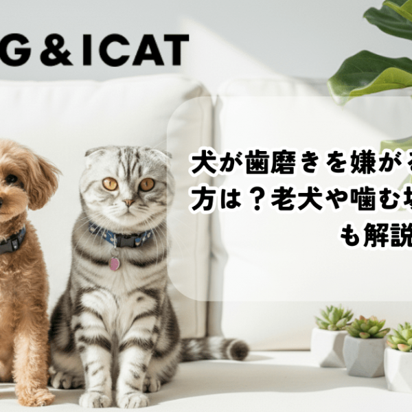 犬が歯磨きを嫌がる理由とやり方は？老犬や噛む場合の対処法も解説