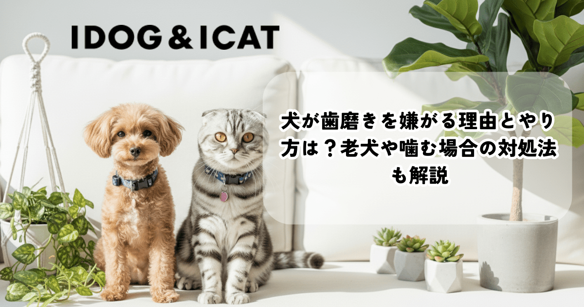 犬が歯磨きを嫌がる理由とやり方の解説