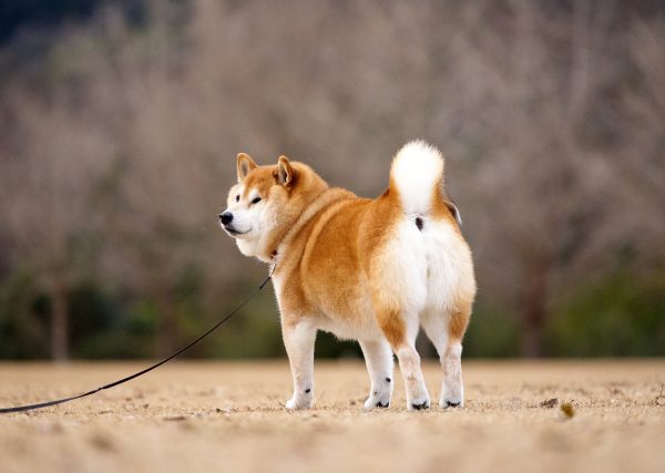 犬が散歩で歩かない・立ち止まるのはなぜ？ 原因と対処法