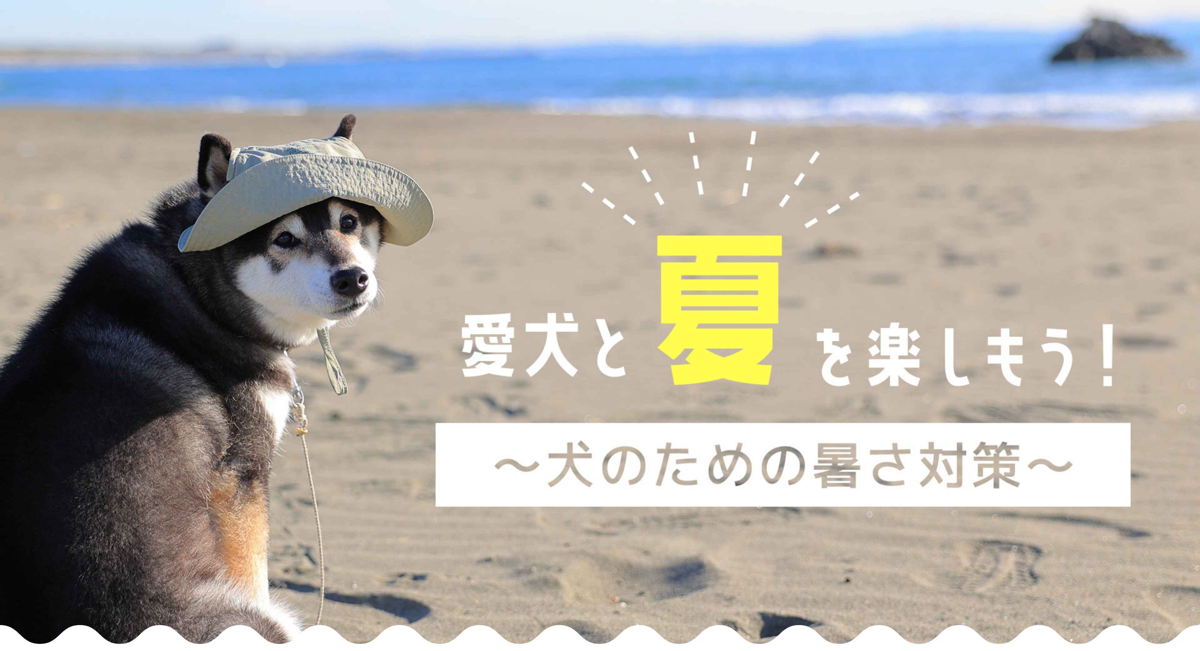 愛犬と夏を楽しもう！犬のための暑さ対策