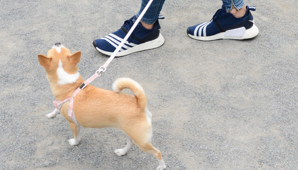 シニア向けiDogウェルネスウェア
