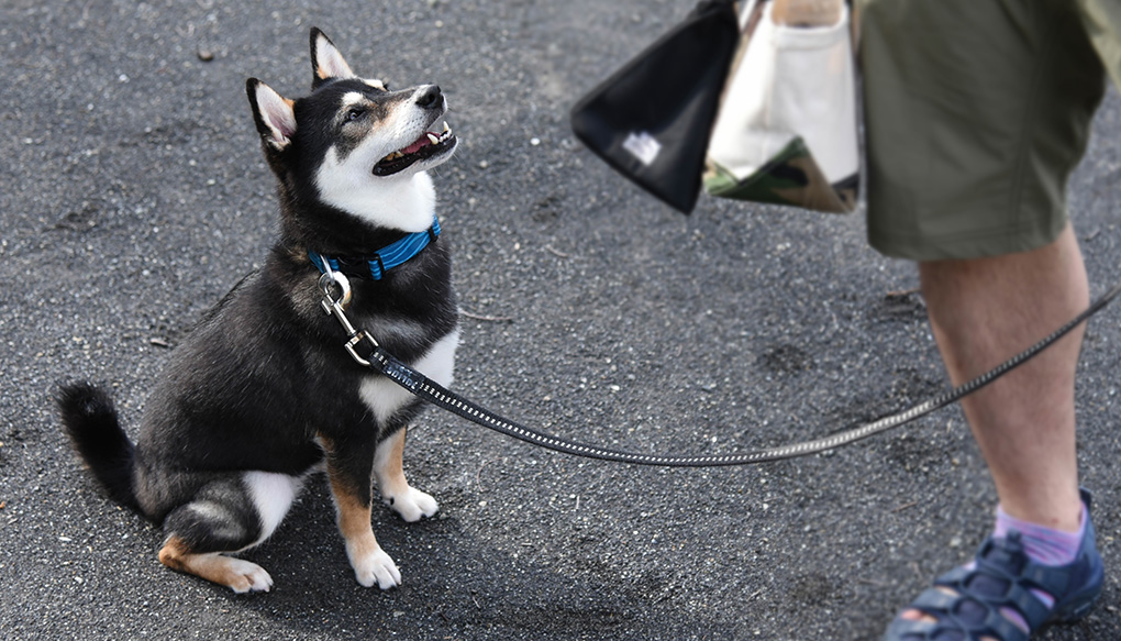 iDogの階段状ソファステップ｜アイステップistep