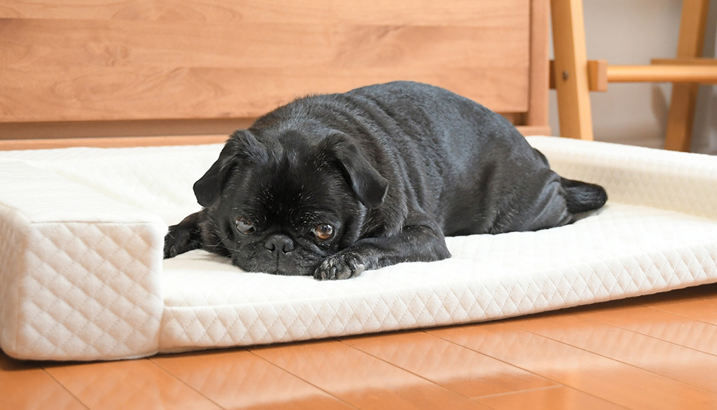 iDogのシニア用体圧分散ベッド｜介護用ベッドunageアンエイジ