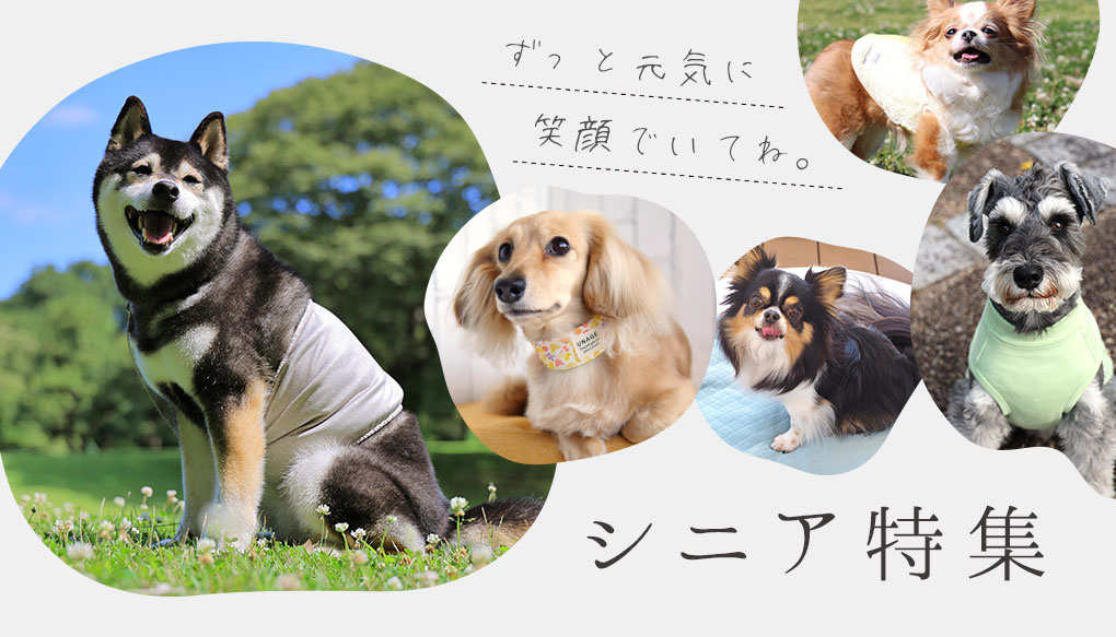 高齢なペットや犬猫の介護をサポートするおすすめグッズを紹介